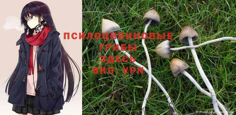 Псилоцибиновые грибы Psilocybe  Верхний Тагил 